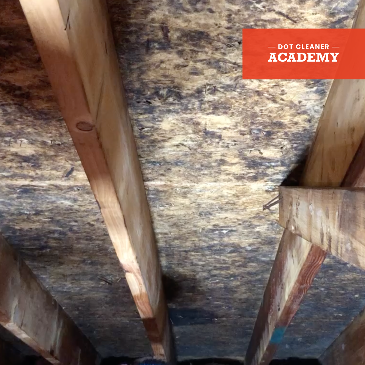 Remove Mold Stains In Attics